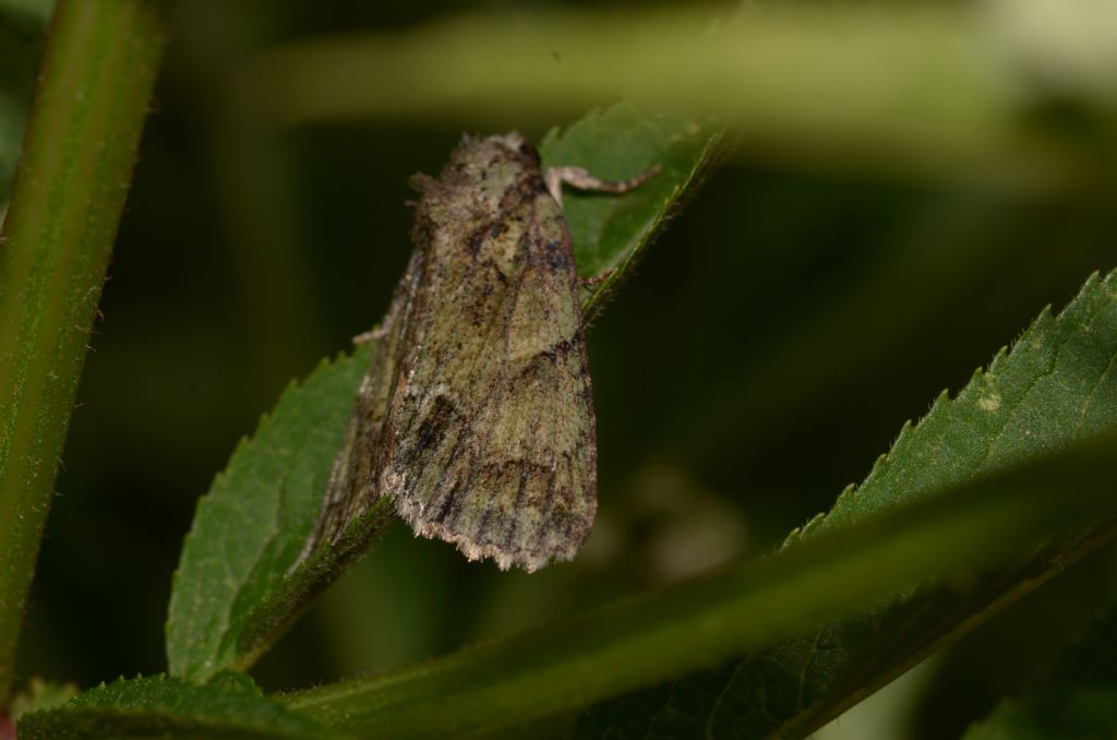 forse Noctuidae, Polyphaenis sericata?  S !